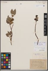 Salix bicolor Ehrh. ex Willd.